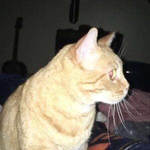 Meet your Posher, Thomas